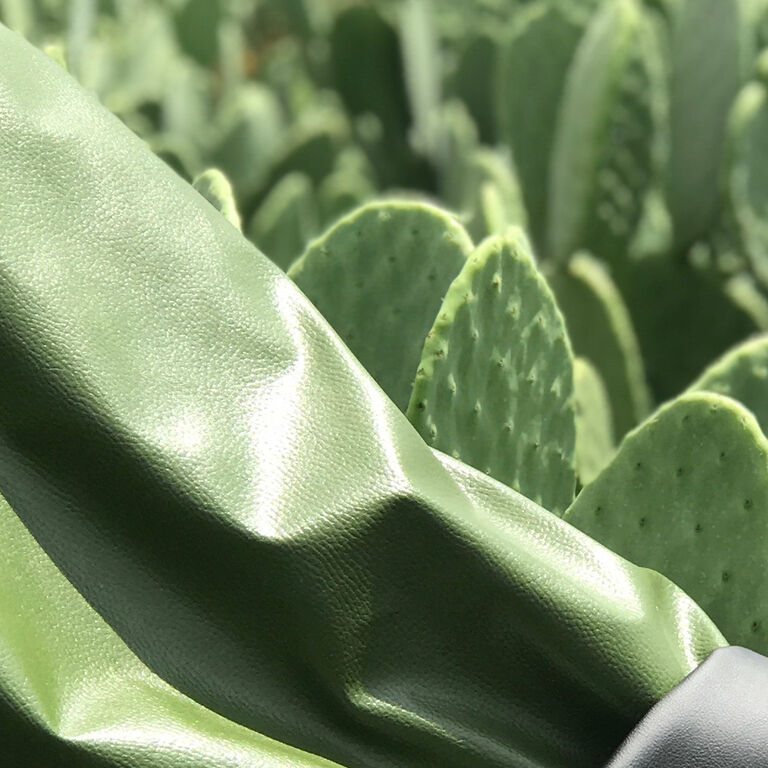 Cactus leather in a field of cacti